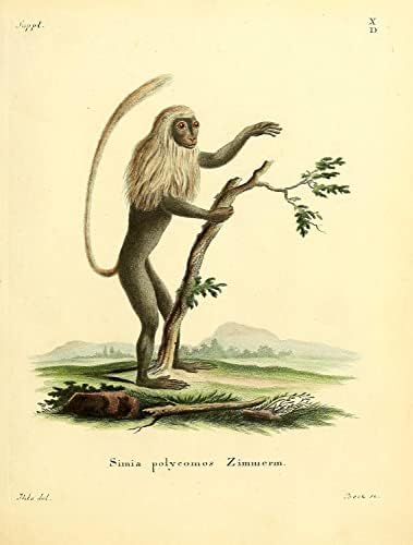Siyah ve Beyaz Colobus Primat Maymun Vintage Yaban Hayatı Sınıf Ofis Dekor Zooloji Antika Çizim Güzel sanat baskı
